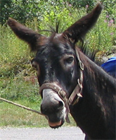 POUMBA